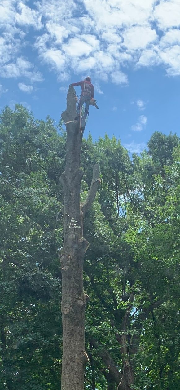 Tree removal expert cutting down a tall tree in a residential wooded area using safety gear and a chainsaw – professional tree services in action.